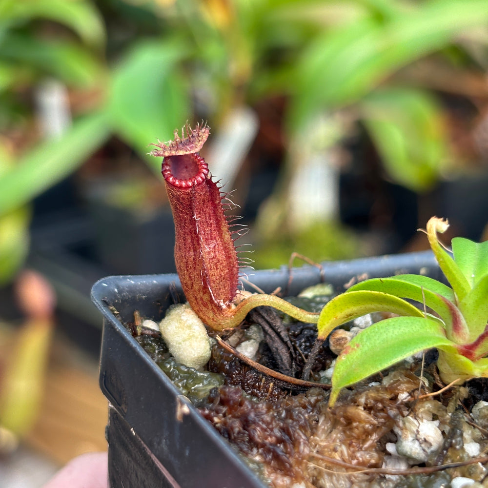 [A796] Nepenthes hamata x edwardsiana Clone: 01