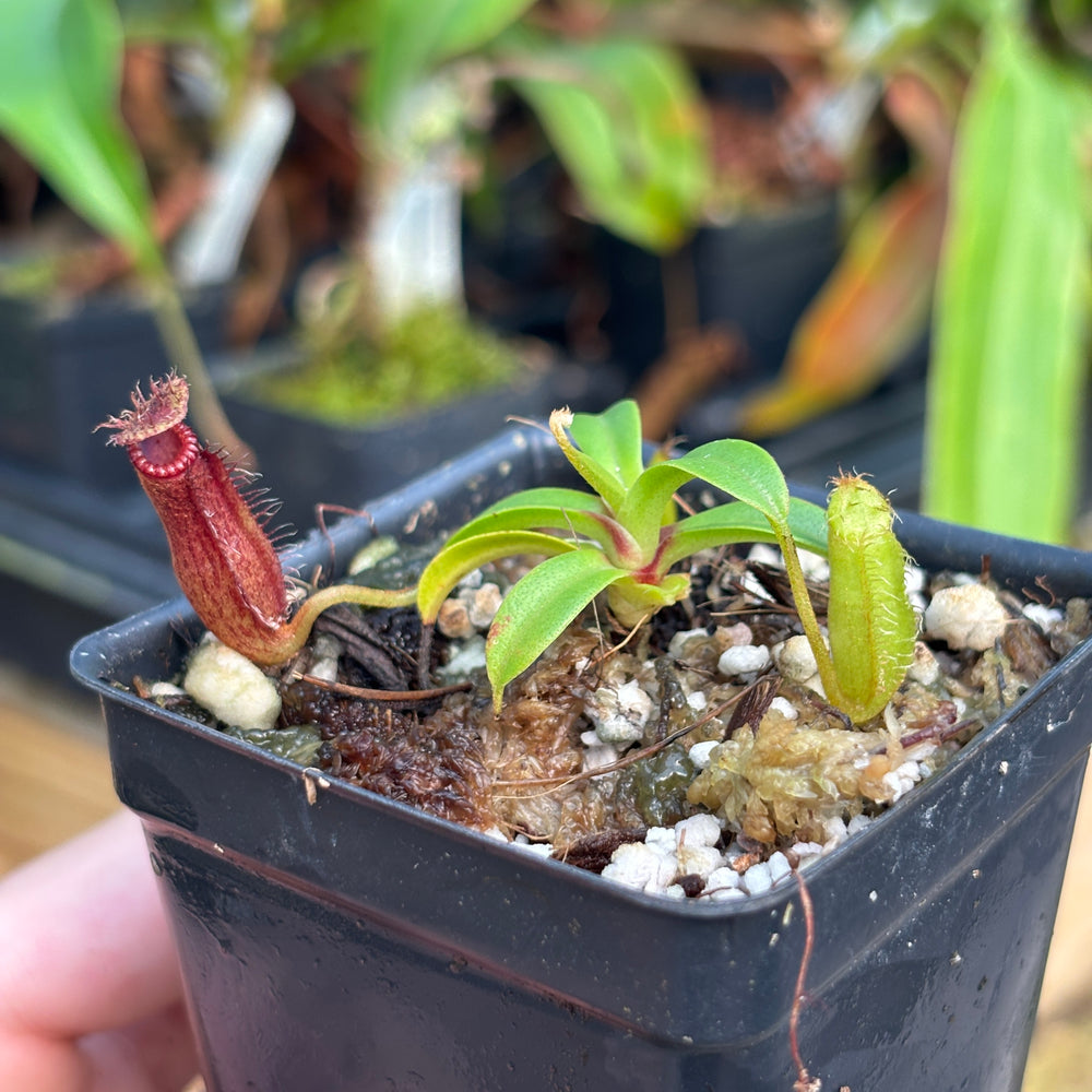 
                      
                        [A796] Nepenthes hamata x edwardsiana Clone: 01
                      
                    