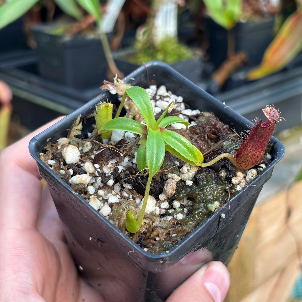 
                      
                        [A796] Nepenthes hamata x edwardsiana Clone: 01
                      
                    