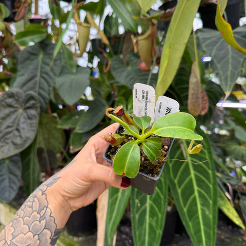 WH0152	Nepenthes truncata (d) x Harryana CAR-0711 (S)