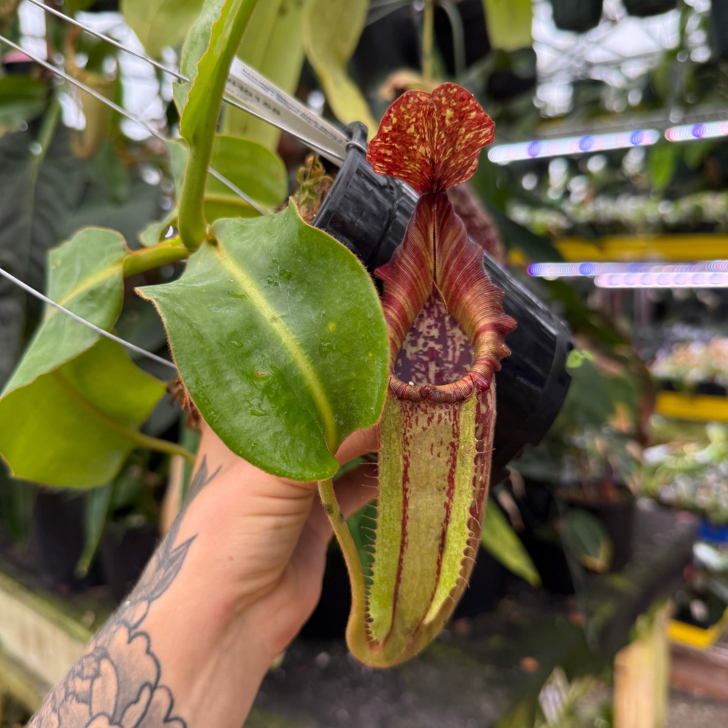pitcher plant hanging basket WH0158 Nepenthes maxima Geoff Wong x (maxima x veitchii HL), CAR-0961 –  Carnivero