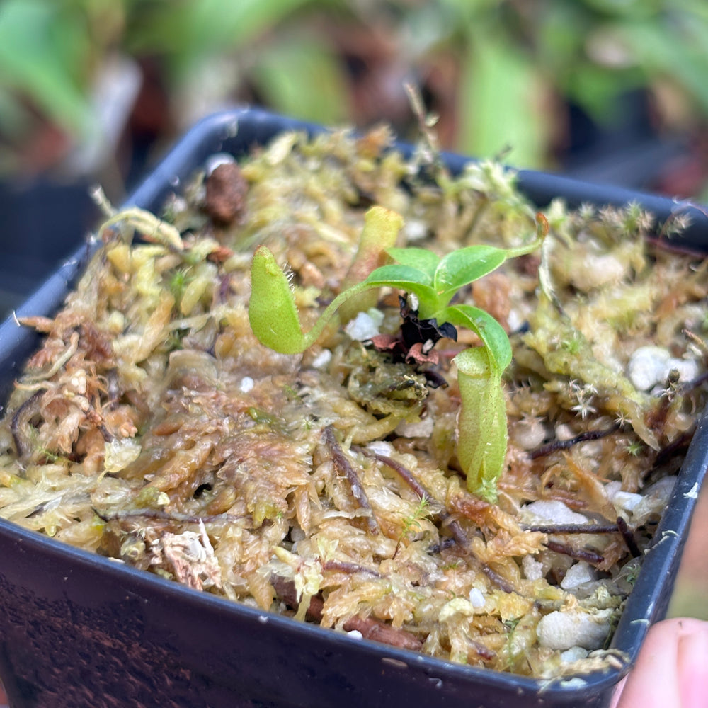 [A800] Nepenthes villosa (Mt. Kinabalu, Borneo) - Clone JG01