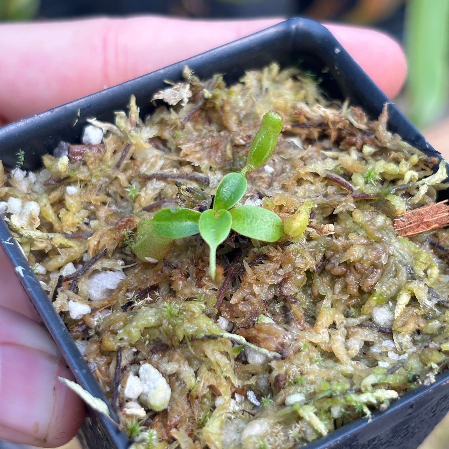 [A800] Nepenthes villosa (Mt. Kinabalu, Borneo) - Clone JG01