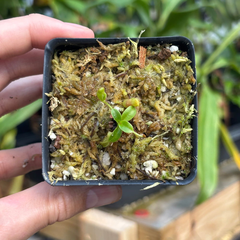 
                      
                        [A800] Nepenthes villosa (Mt. Kinabalu, Borneo) - Clone JG01
                      
                    