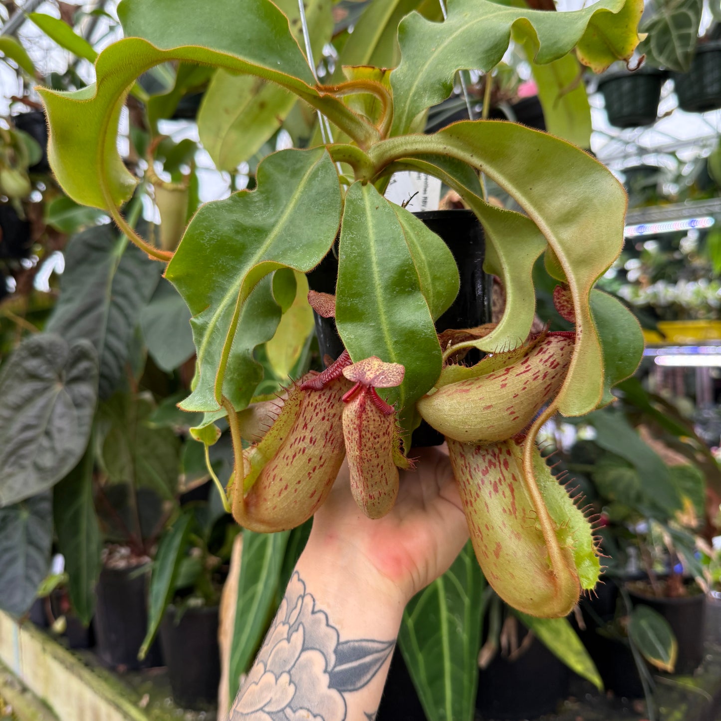 giant hanging plant WH0161 Nepenthes [(Rokko x boschiana) x veitchii] x (truncata x maxima –  Carnivero