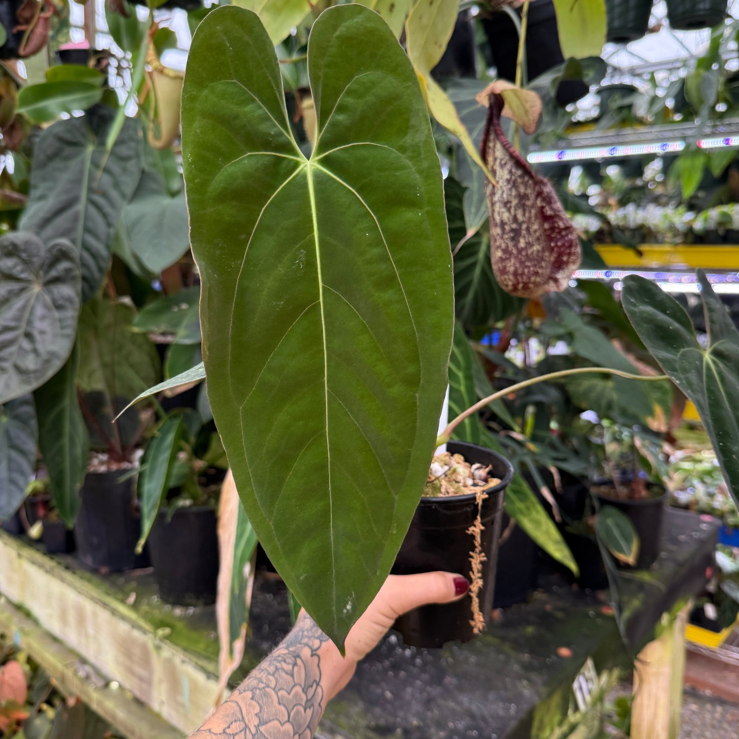 anthurium papillilaminum care WH0155 Anthurium papillilaminum, CAR-0282 (quart pot) (L) – Carnivero