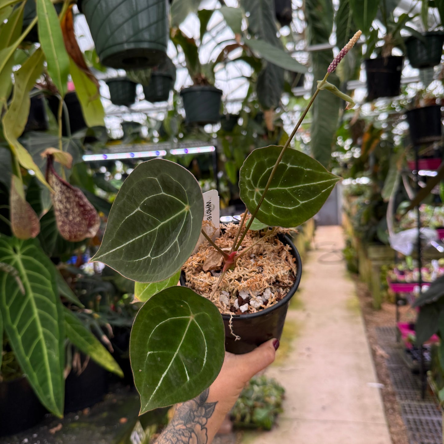 WH0163 Anthurium forgetii (silver) (quart pot) (M)  Carnivero