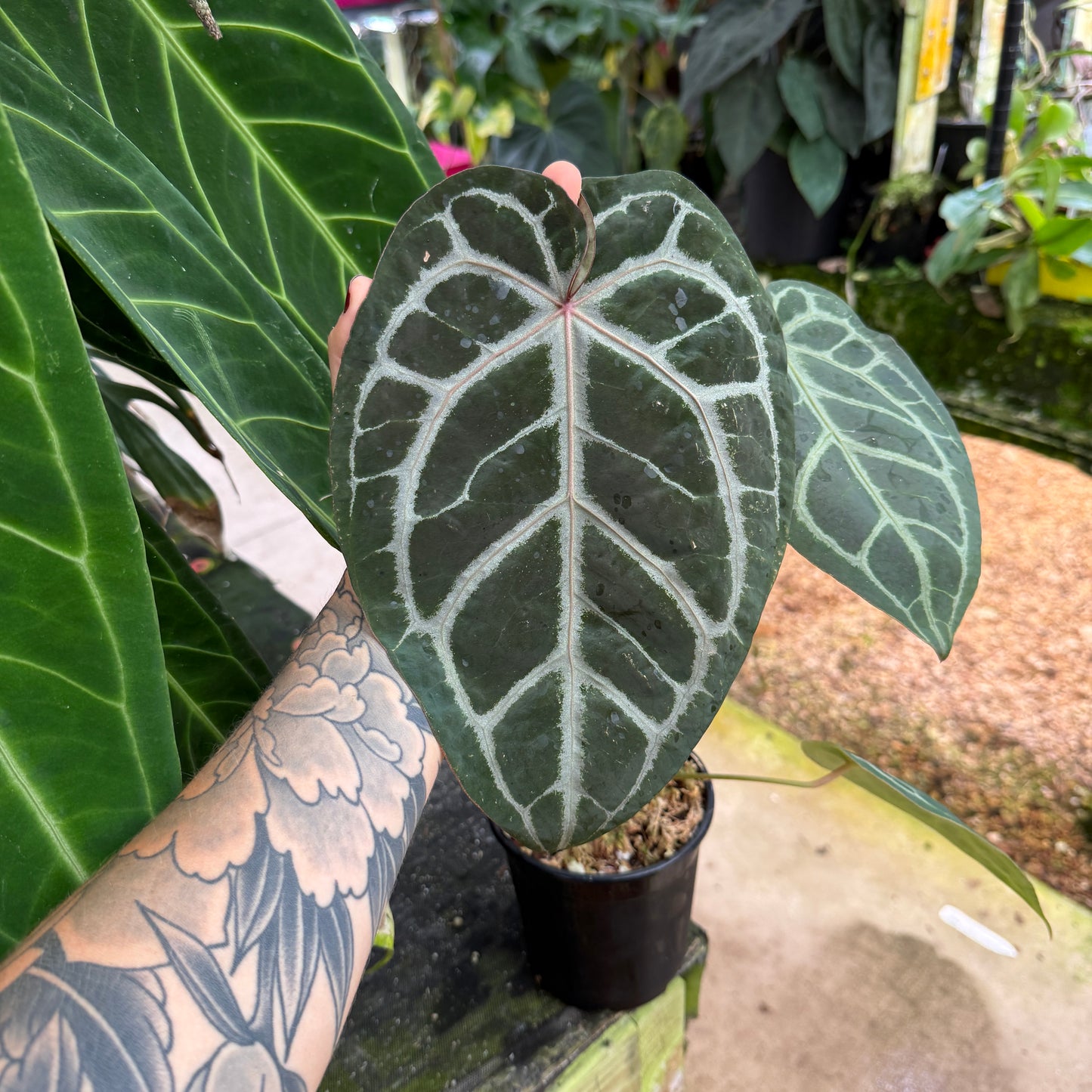 anthurium ace of spades variegated WH0165 Anthurium 'Ace of Spades' (AB) x ('Doc Block' x sp. nov. Darien – Carnivero
