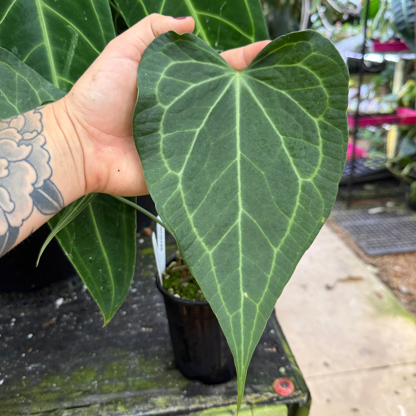 anthurium delta force for sale WH0166 Anthurium Delta Force (quart pot) (L) – Carnivero