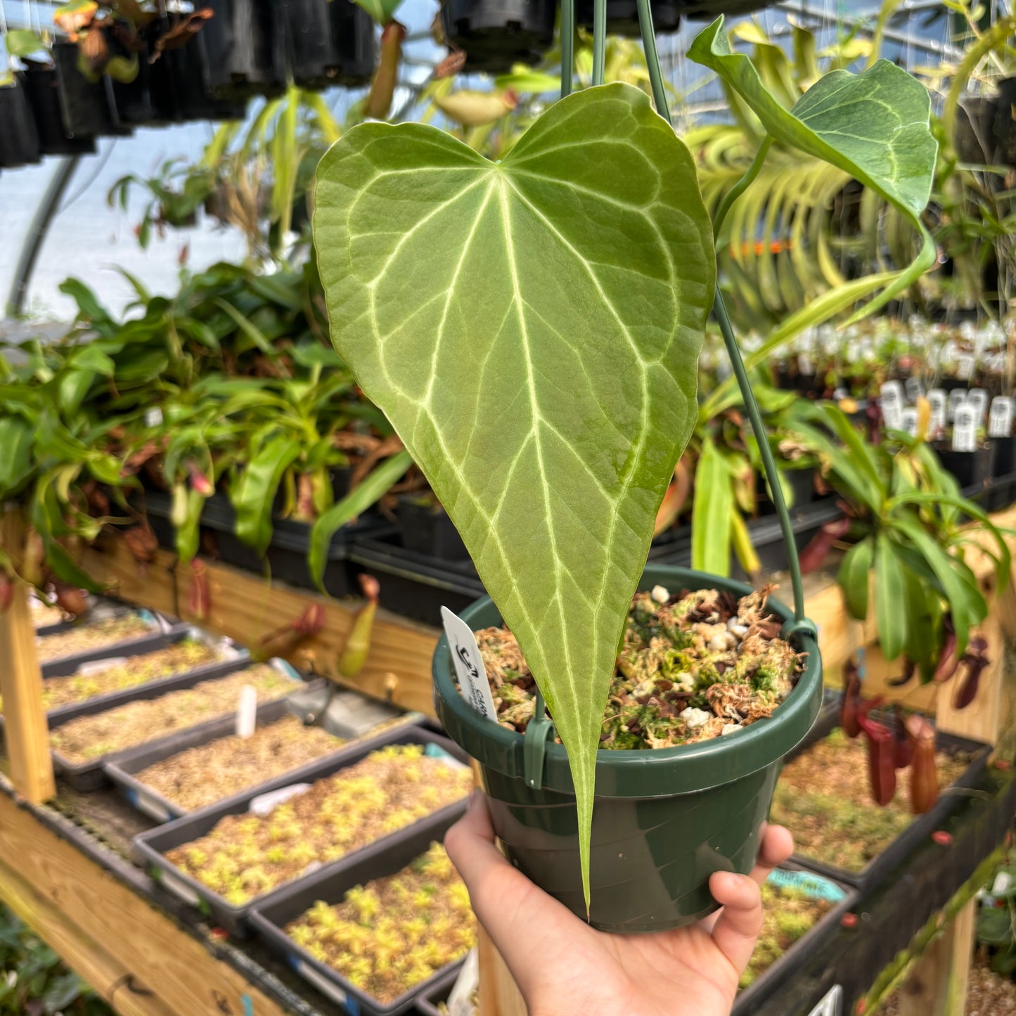 [A802] Anthurium 'Delta Force'