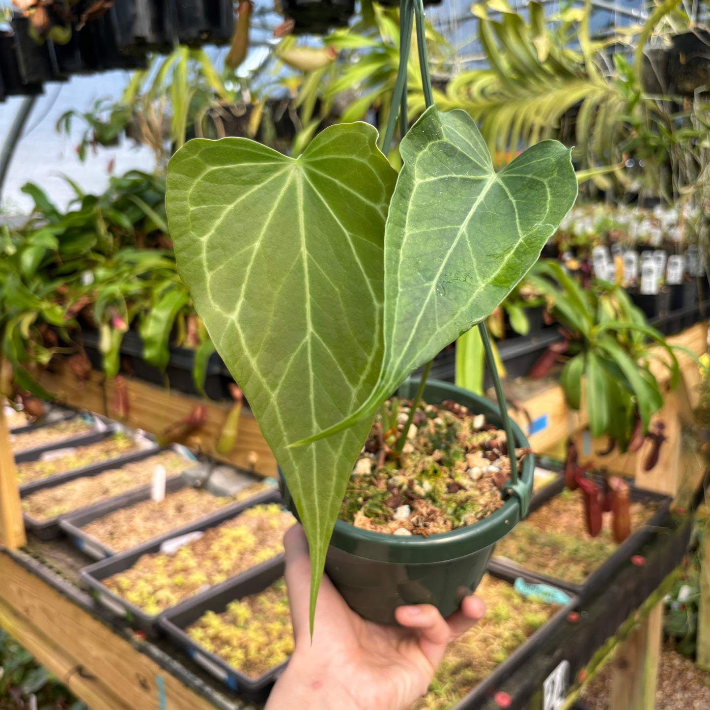 [A802] Anthurium 'Delta Force'