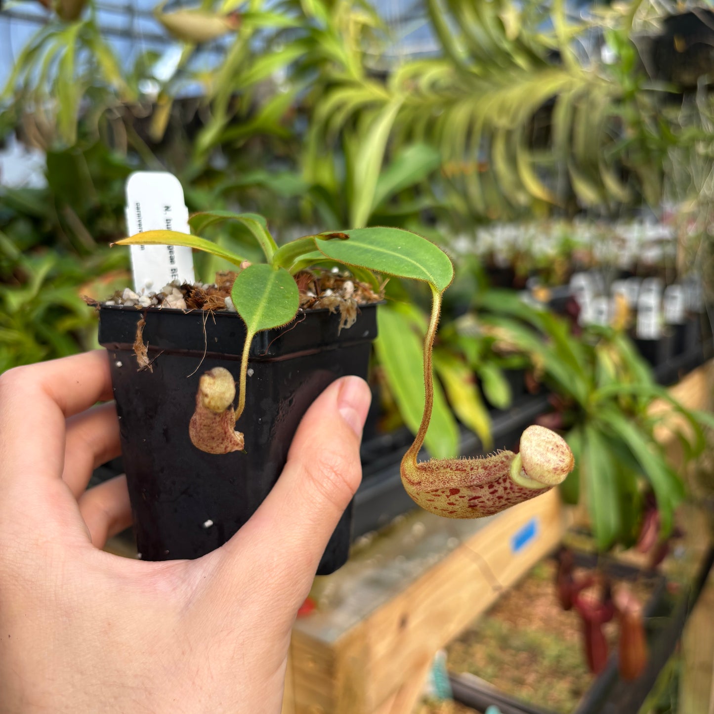 [A805] Nepenthes burbidgeae BE-3848