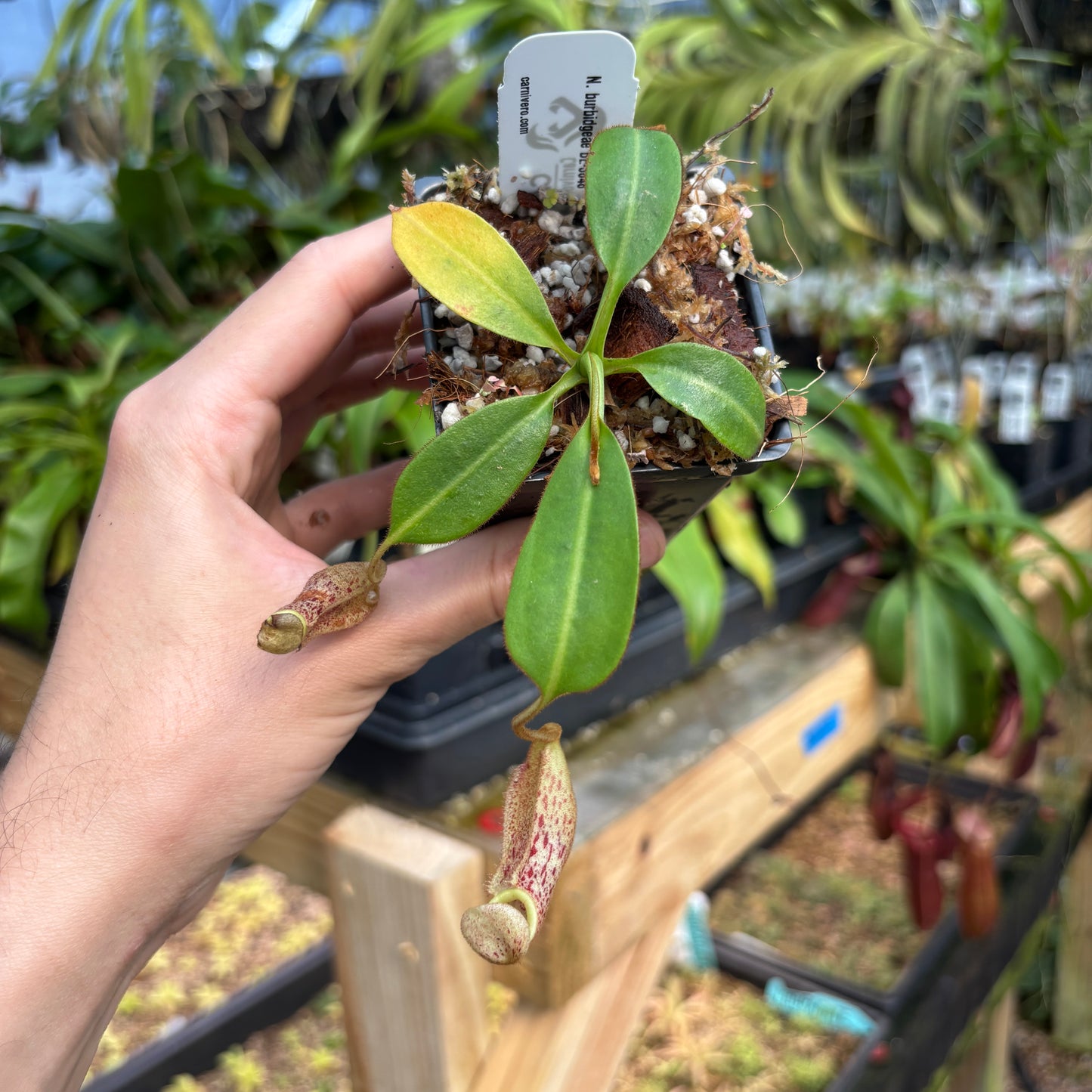 [A805] Nepenthes burbidgeae BE-3848