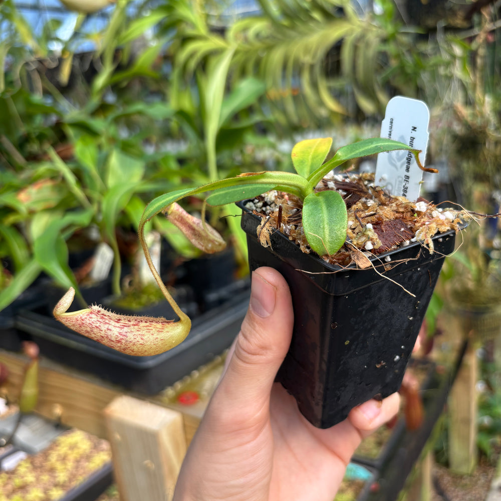 
                      
                        [A805] Nepenthes burbidgeae BE-3848
                      
                    
