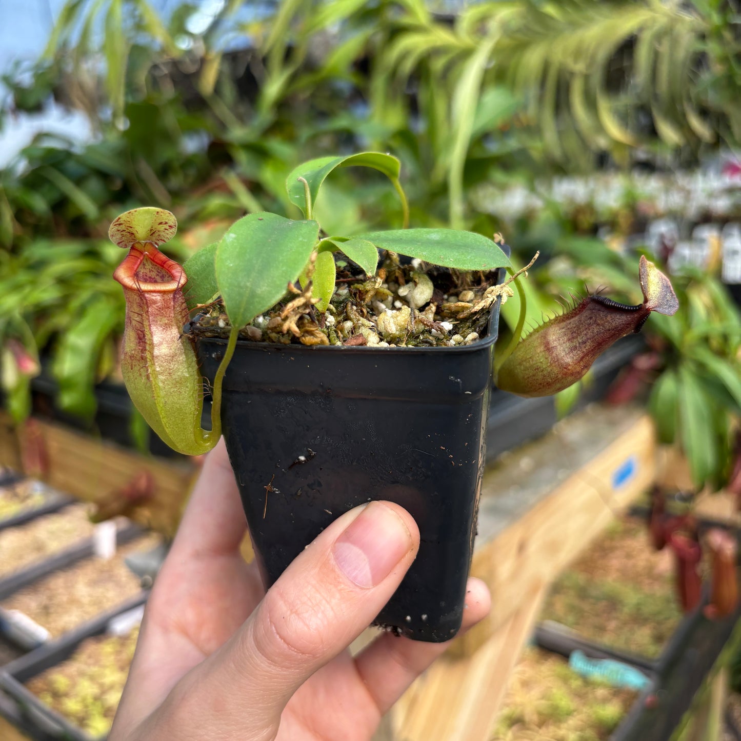 [A806] Nepenthes naga x (peltata x tenuis)