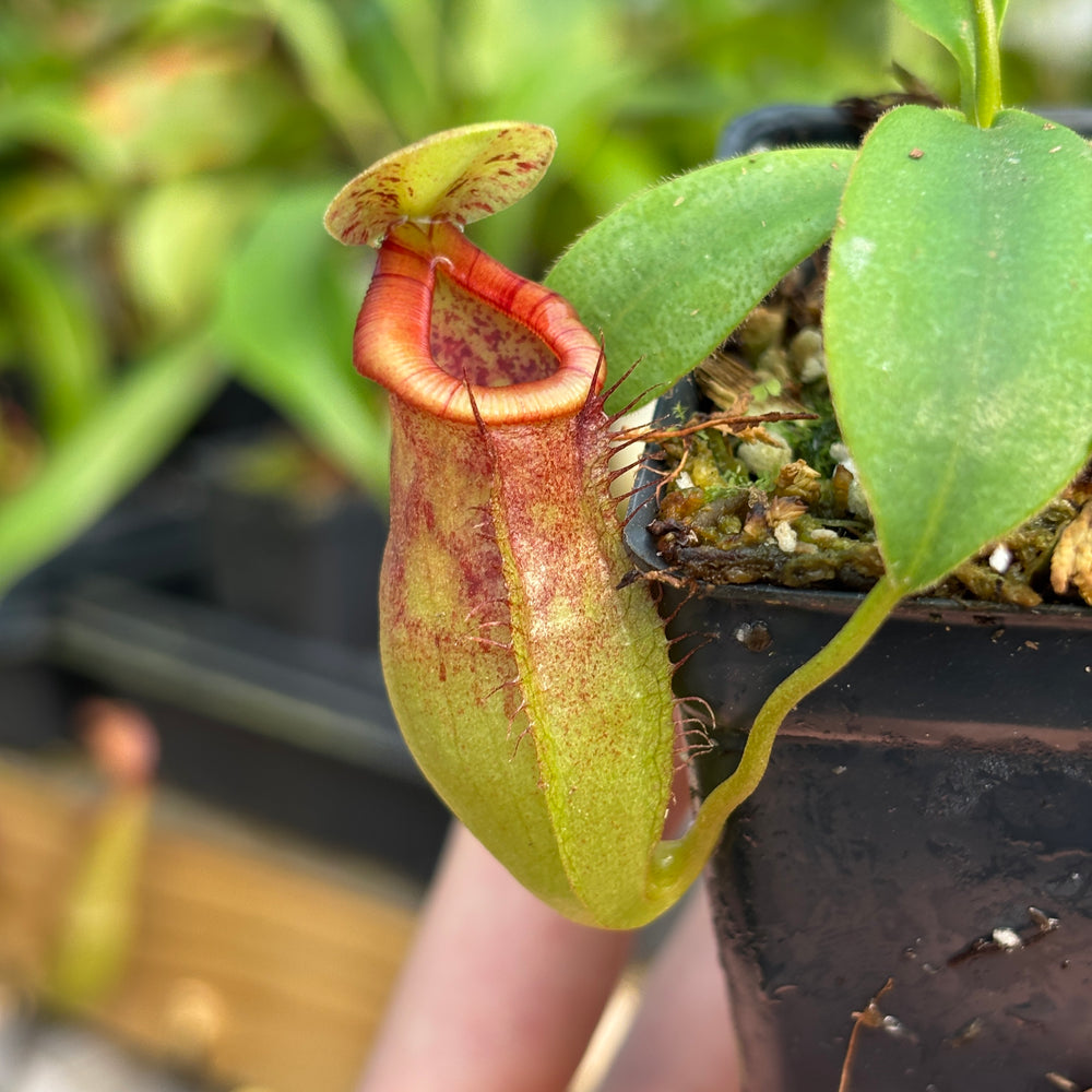 
                      
                        [A806] Nepenthes naga x (peltata x tenuis)
                      
                    