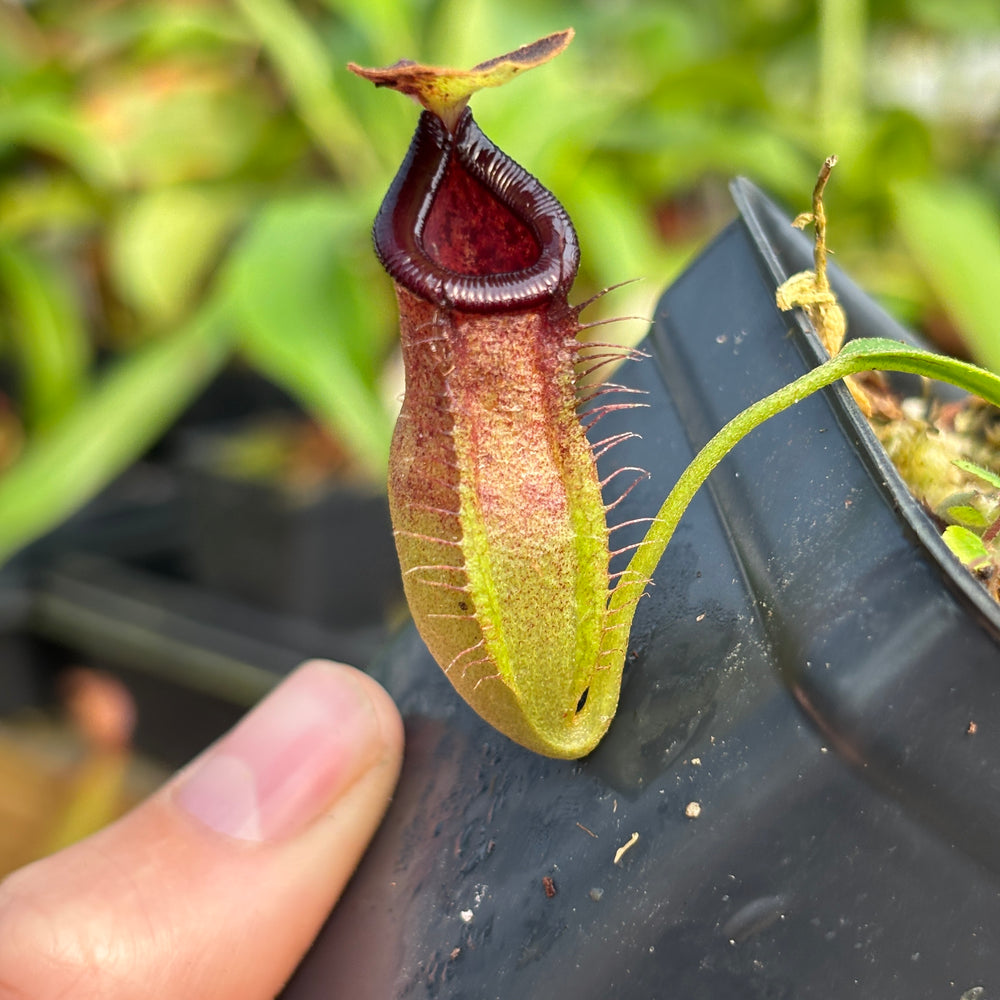 [A806] Nepenthes naga x (peltata x tenuis)