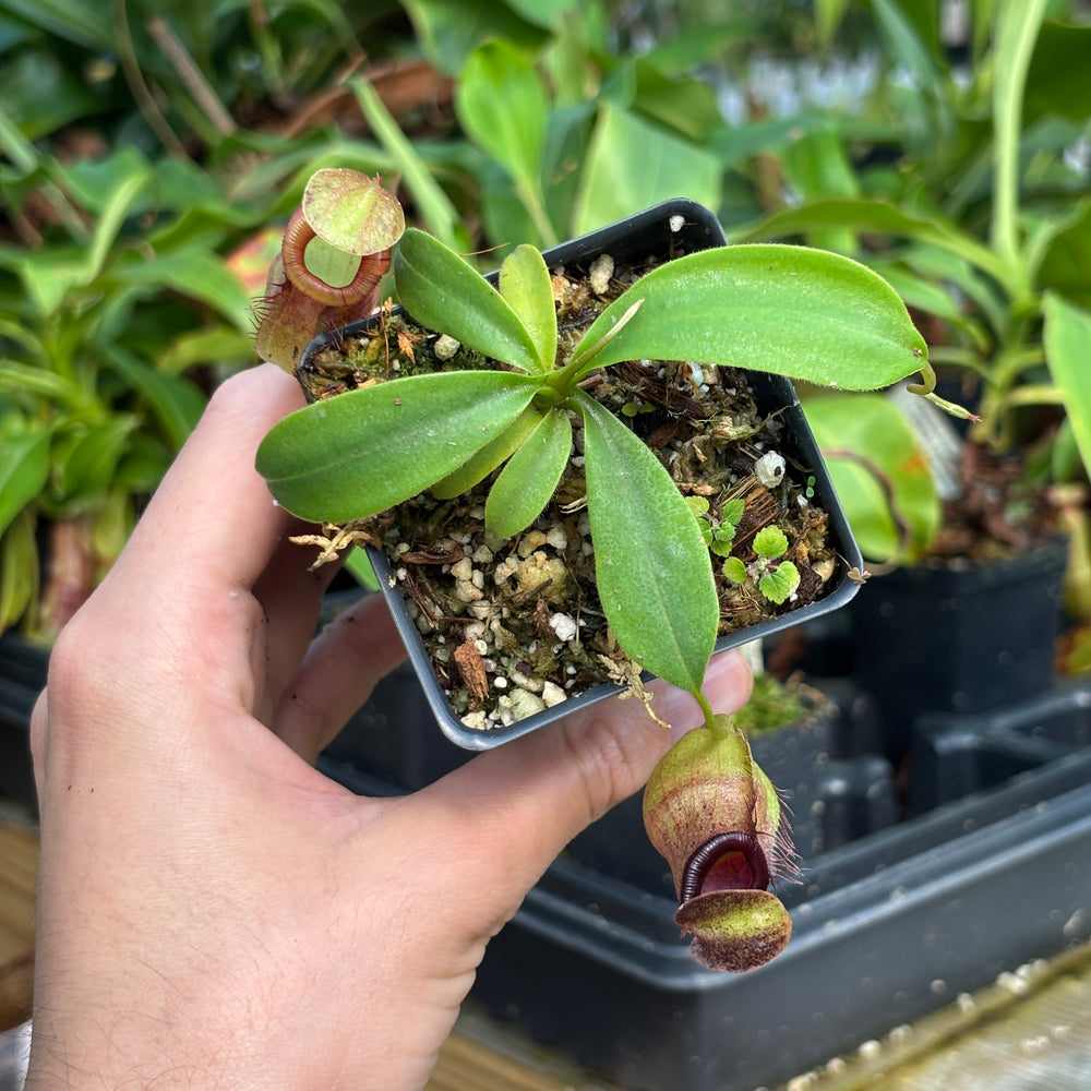 
                      
                        [A806] Nepenthes naga x (peltata x tenuis)
                      
                    