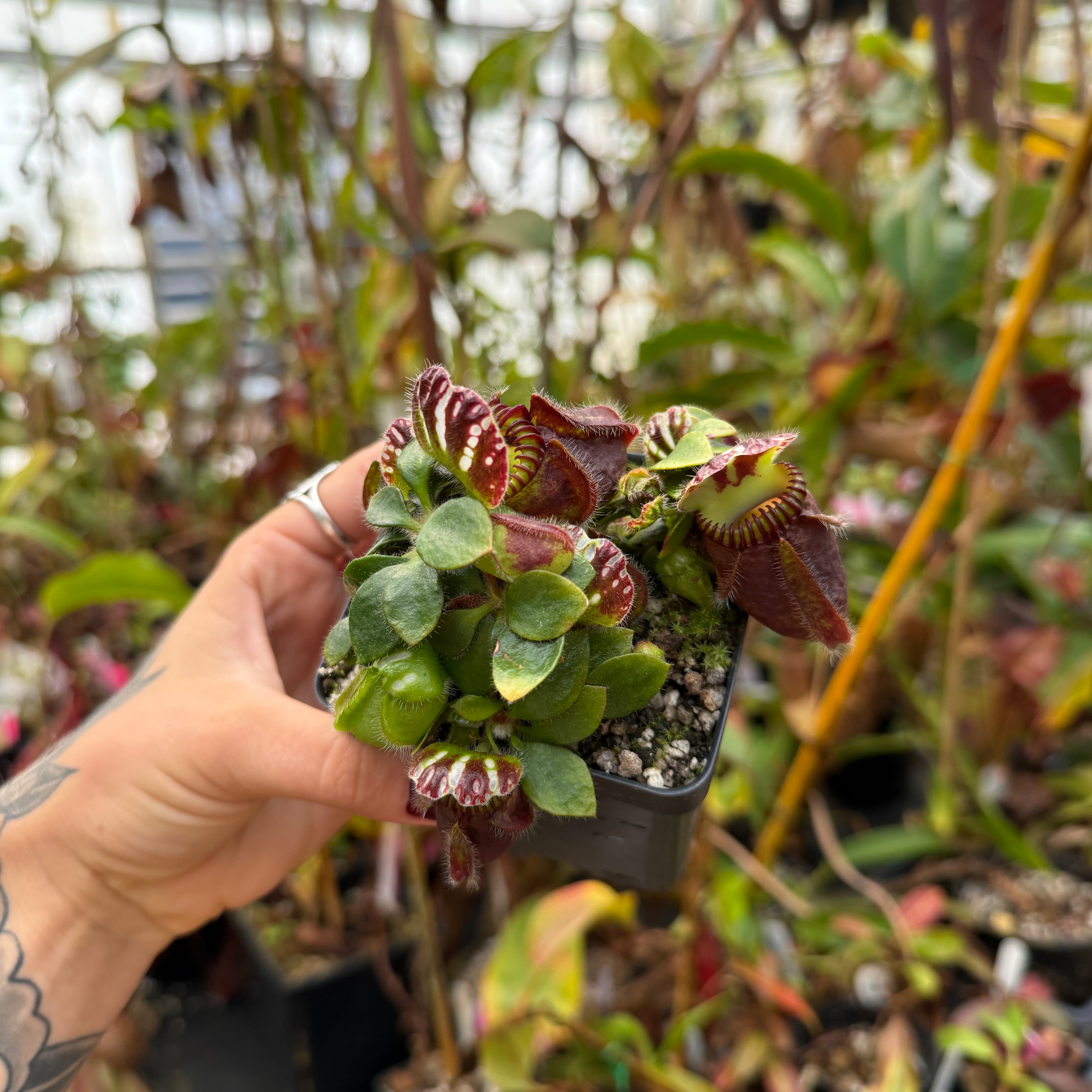 Cephalotus follicularis, IMP-0005 – Carnivero