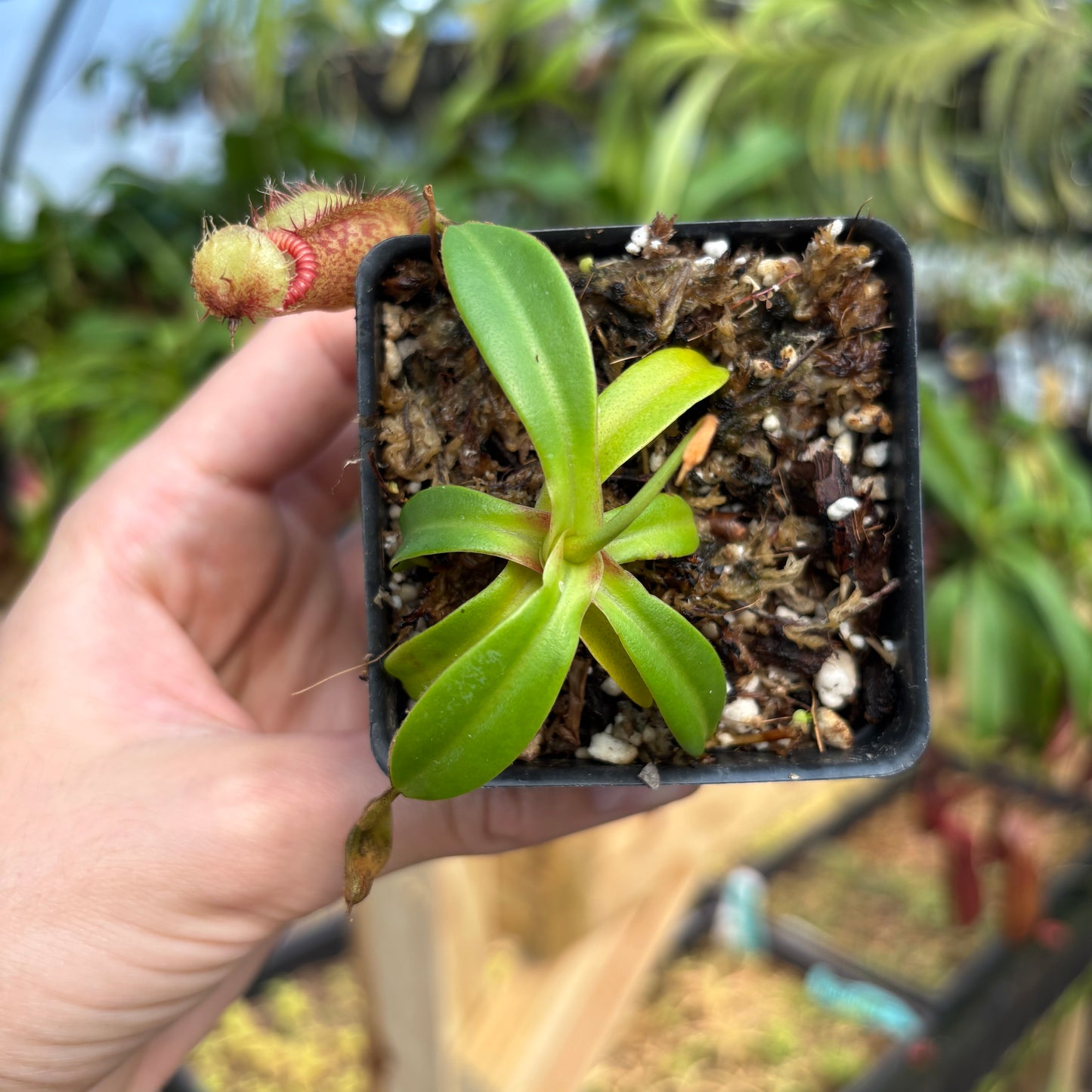 [A808] Nepenthes hamata x edwardsiana Clone: 07