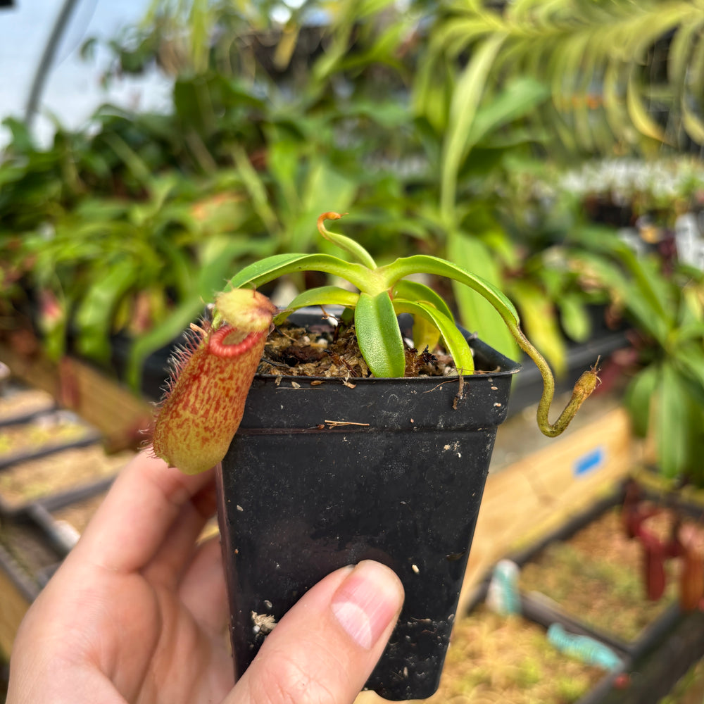 
                      
                        [A808] Nepenthes hamata x edwardsiana Clone: 07
                      
                    