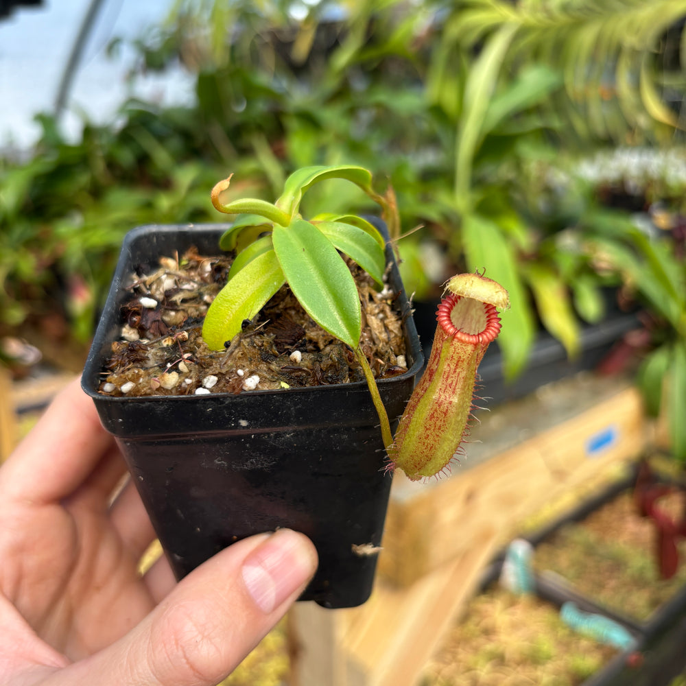 
                      
                        [A808] Nepenthes hamata x edwardsiana Clone: 07
                      
                    