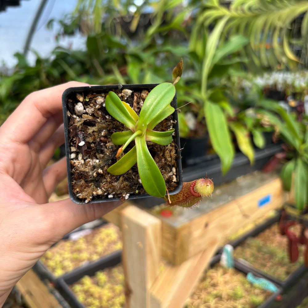 
                      
                        [A808] Nepenthes hamata x edwardsiana Clone: 07
                      
                    