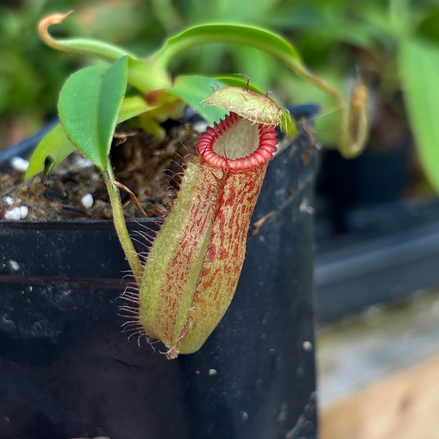 [A808] Nepenthes hamata x edwardsiana Clone: 07