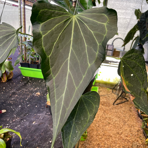 Anthurium Delta Force with a broad glossy dark green leaf and pale venation