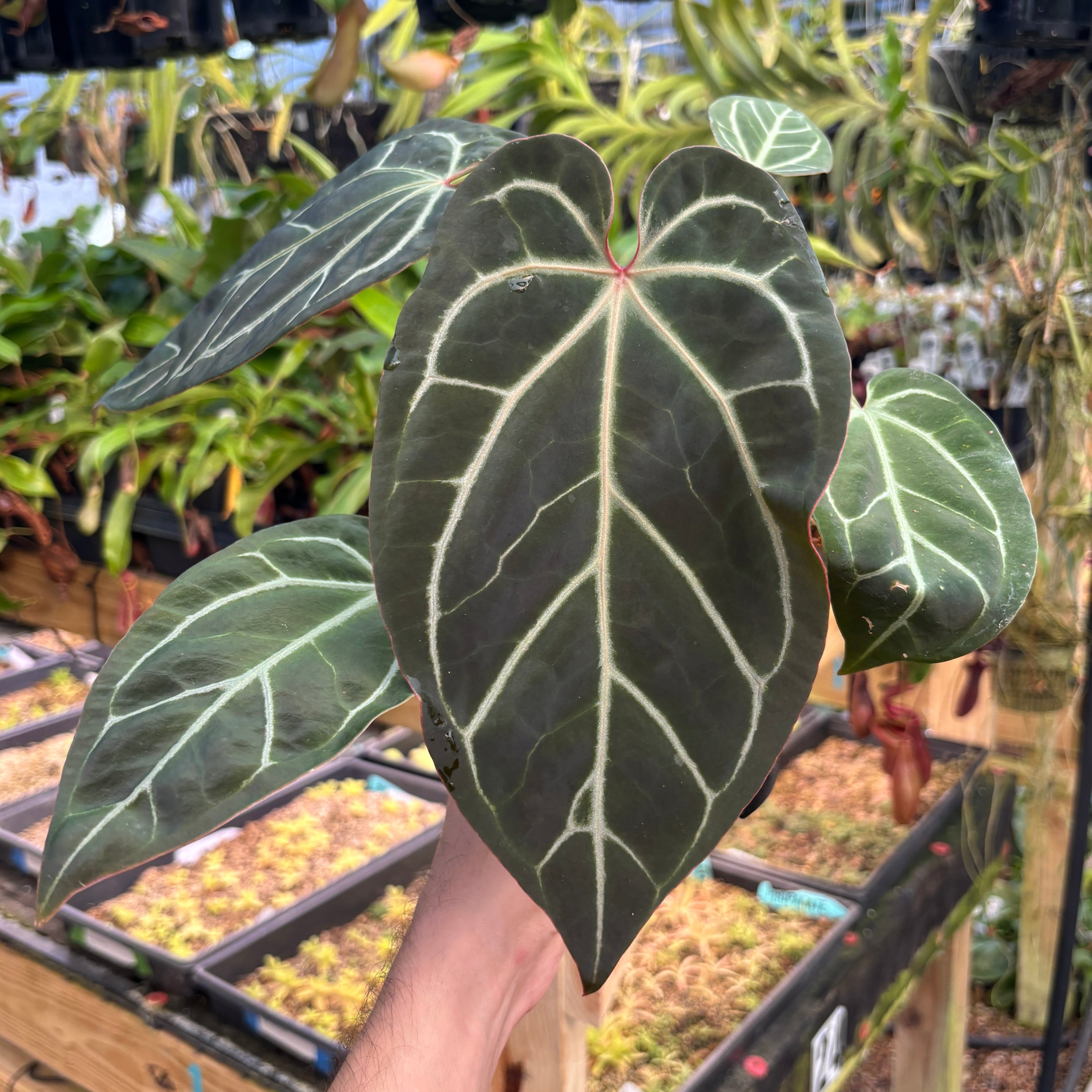 A810] Anthurium besseae aff. x ('Zara' x 'Michelle')-purple