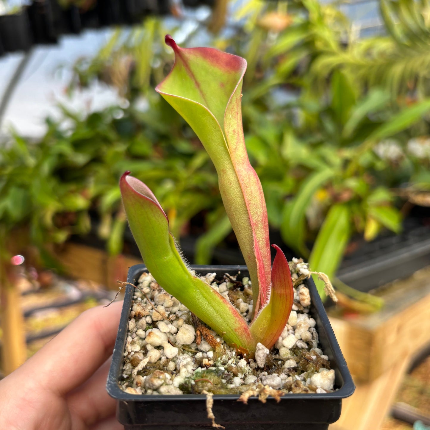 [A811] Heliamphora huberi (Angasima Tepui)