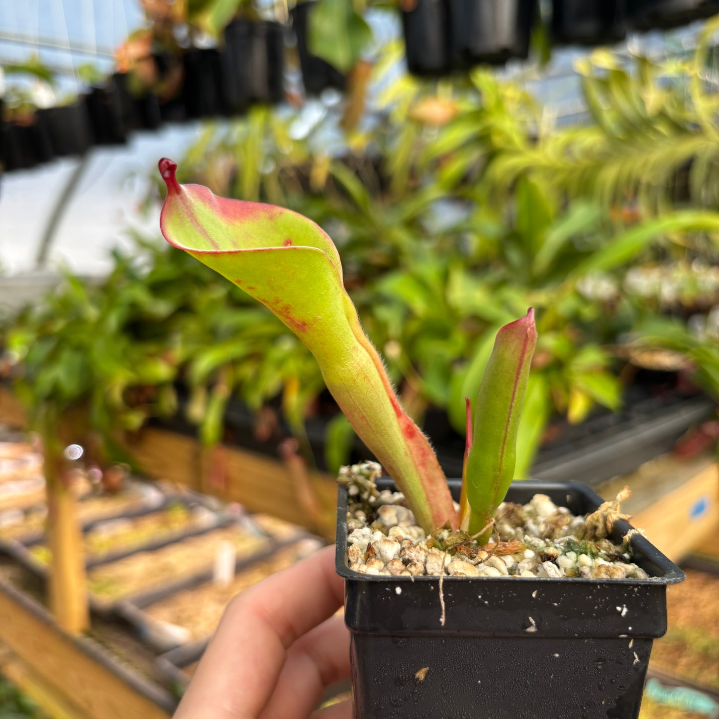 [A811] Heliamphora huberi (Angasima Tepui)