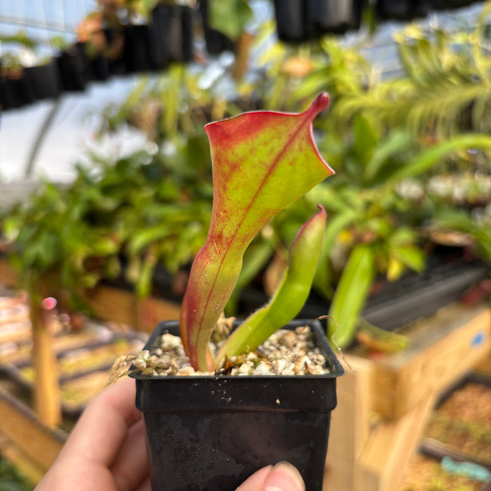 
                      
                        [A811] Heliamphora huberi (Angasima Tepui)
                      
                    