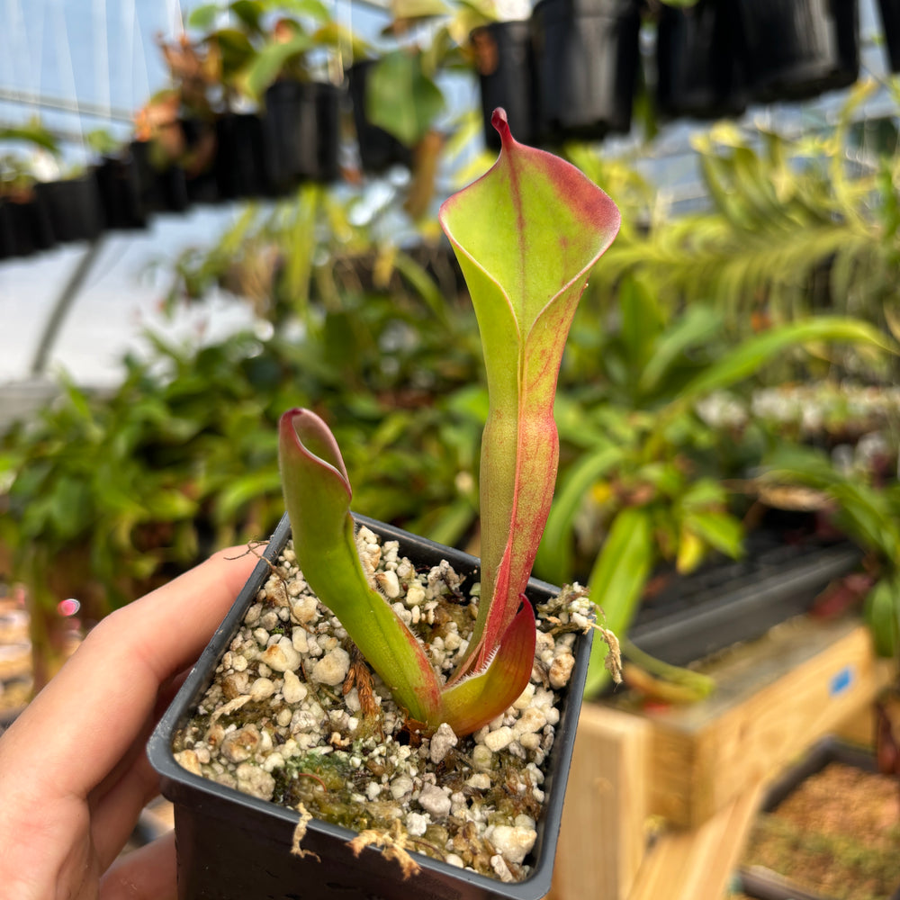 
                      
                        [A811] Heliamphora huberi (Angasima Tepui)
                      
                    