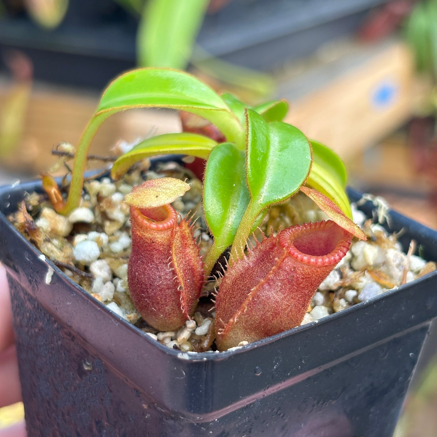 [A813] Nepenthes macrophylla (Gunung Trusmadi, Borneo) Clone: ed1