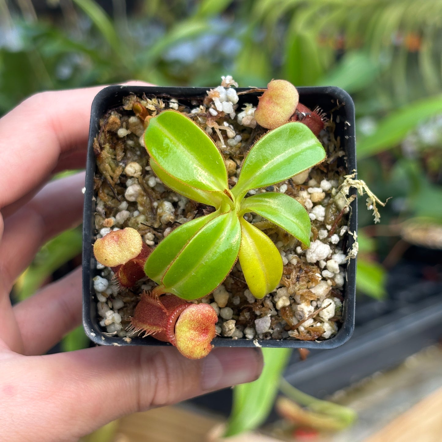 [A813] Nepenthes macrophylla (Gunung Trusmadi, Borneo) Clone: ed1
