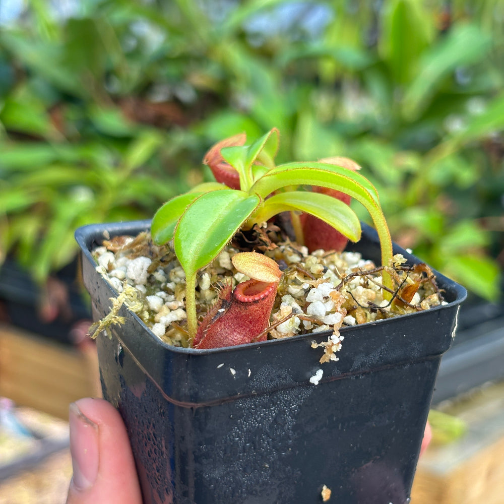 
                      
                        [A813] Nepenthes macrophylla (Gunung Trusmadi, Borneo) Clone: ed1
                      
                    