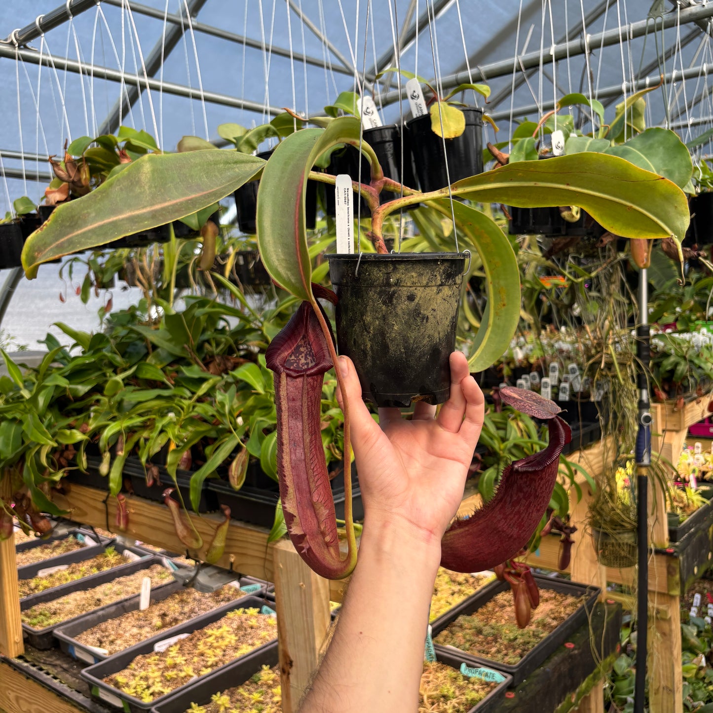 [A817] Nepenthes boschiana x (lowii x veitchii), CAR-0587 Hanging Basket