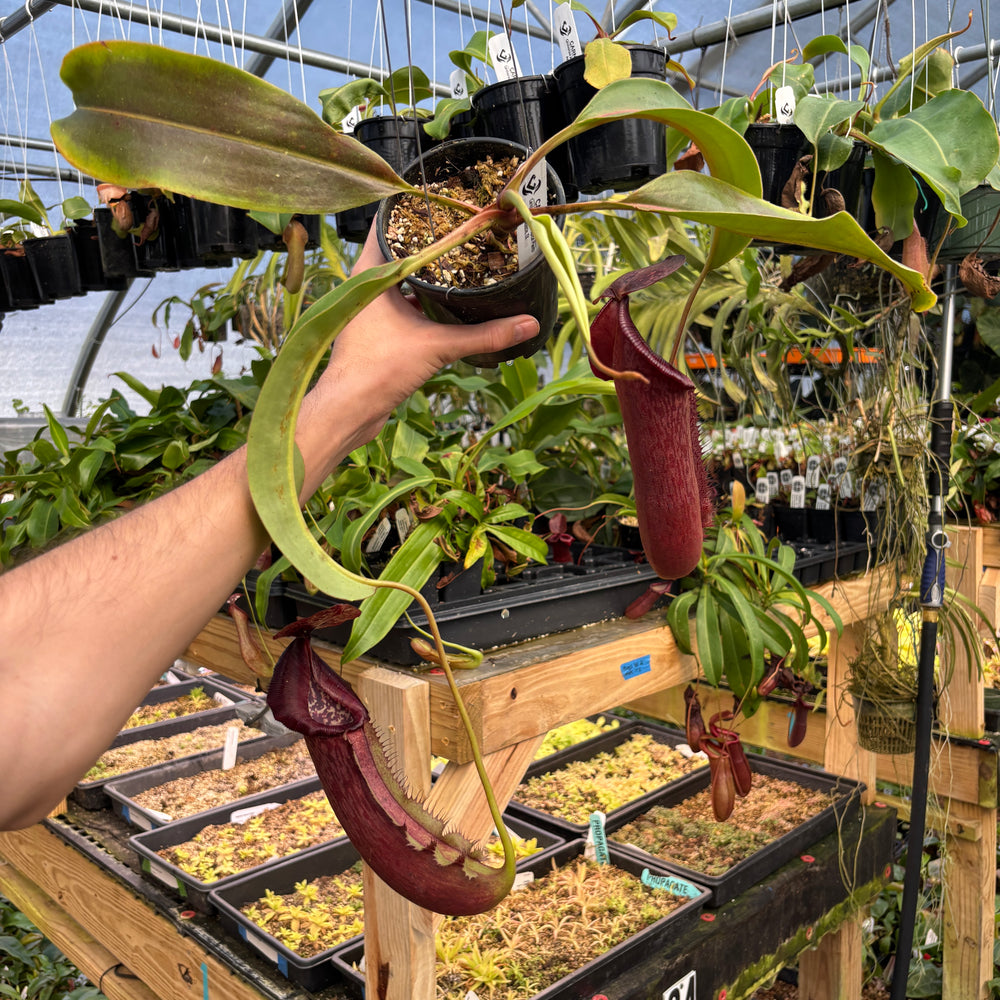 
                      
                        [A817] Nepenthes boschiana x (lowii x veitchii), CAR-0587 Hanging Basket
                      
                    