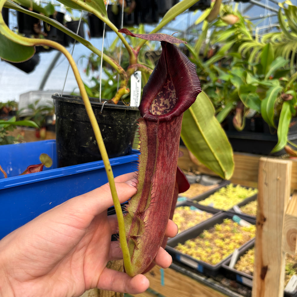 
                      
                        [A817] Nepenthes boschiana x (lowii x veitchii), CAR-0587 Hanging Basket
                      
                    