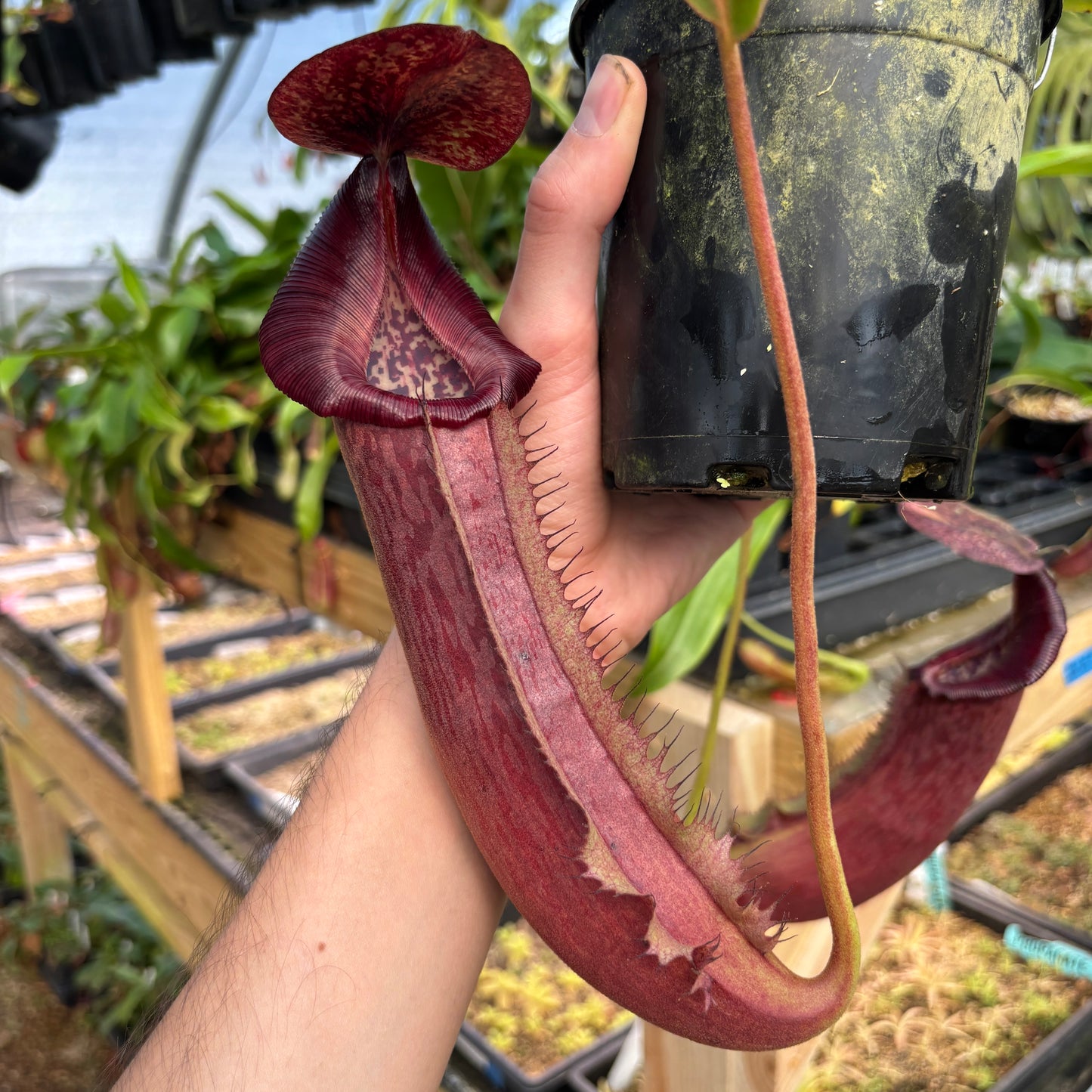 [A817] Nepenthes boschiana x (lowii x veitchii), CAR-0587 Hanging Basket