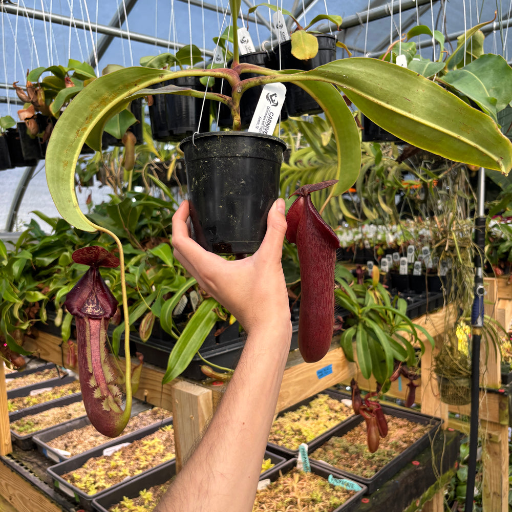 
                      
                        [A817] Nepenthes boschiana x (lowii x veitchii), CAR-0587 Hanging Basket
                      
                    