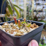 [A085] Nepenthes edwardsiana