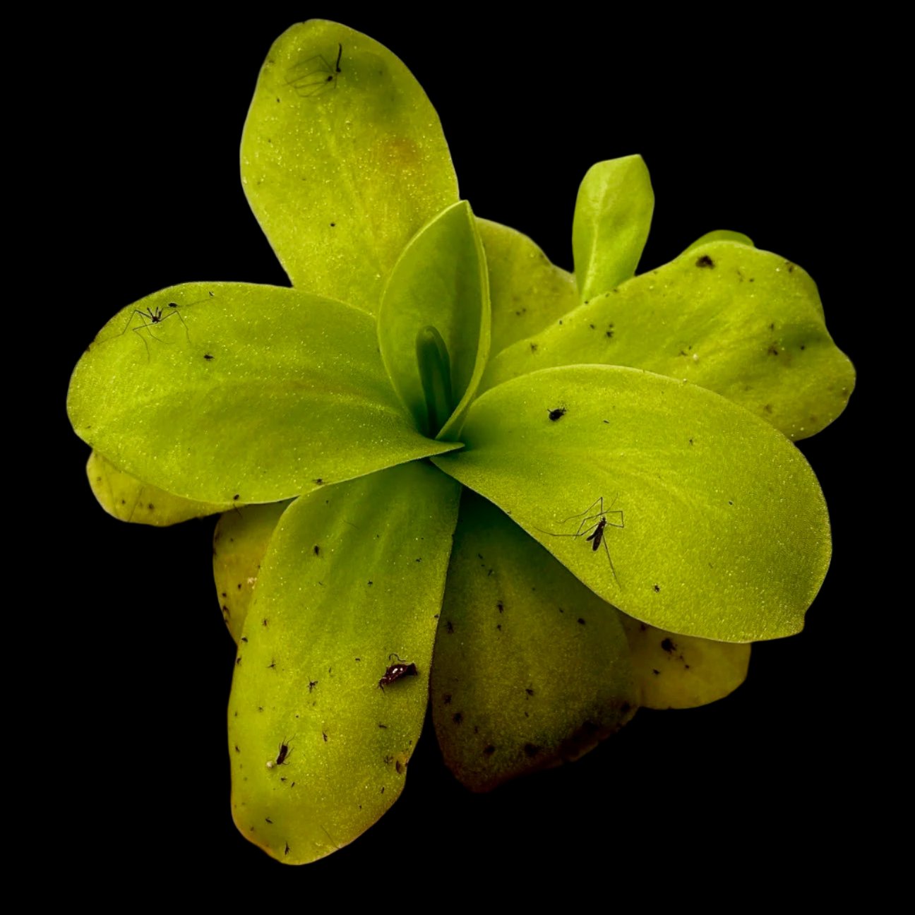 Pinguicula (Butterworts)