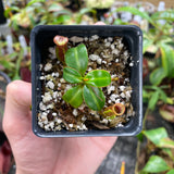 [A086] Nepenthes macrophylla (Gunung Trusmadi, Borneo) - Clone  T