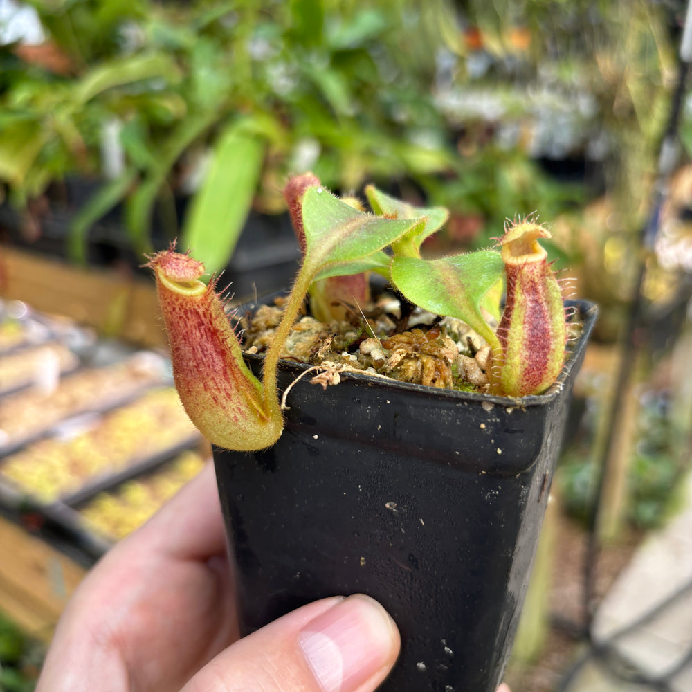 [A821] Nepenthes mollis x (lowii x truncata)-Giant, CAR-0445