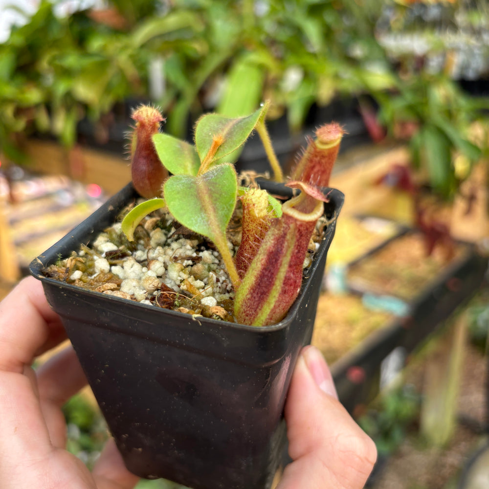 [A821] Nepenthes mollis x (lowii x truncata)-Giant, CAR-0445