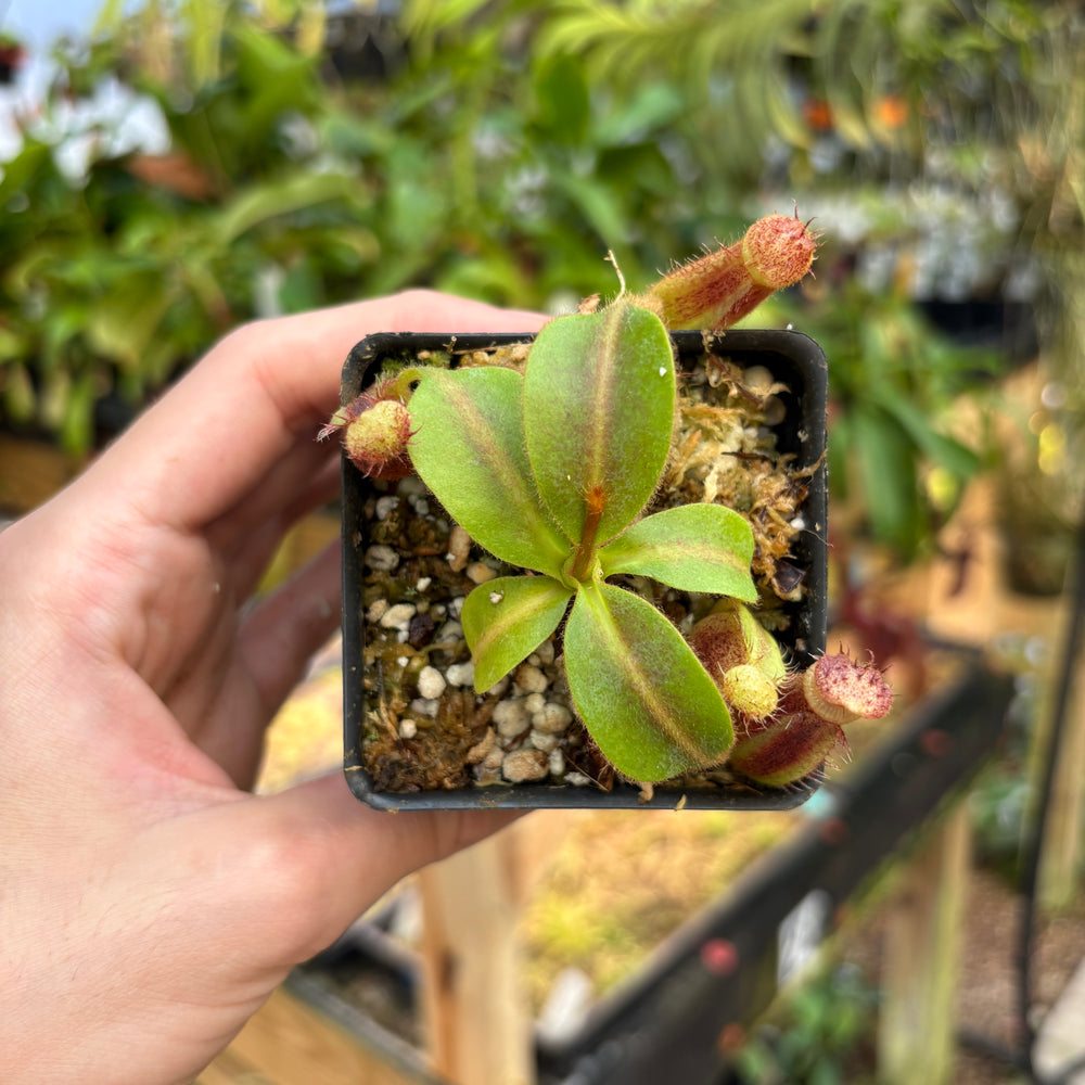 
                      
                        [A821] Nepenthes mollis x (lowii x truncata)-Giant, CAR-0445
                      
                    