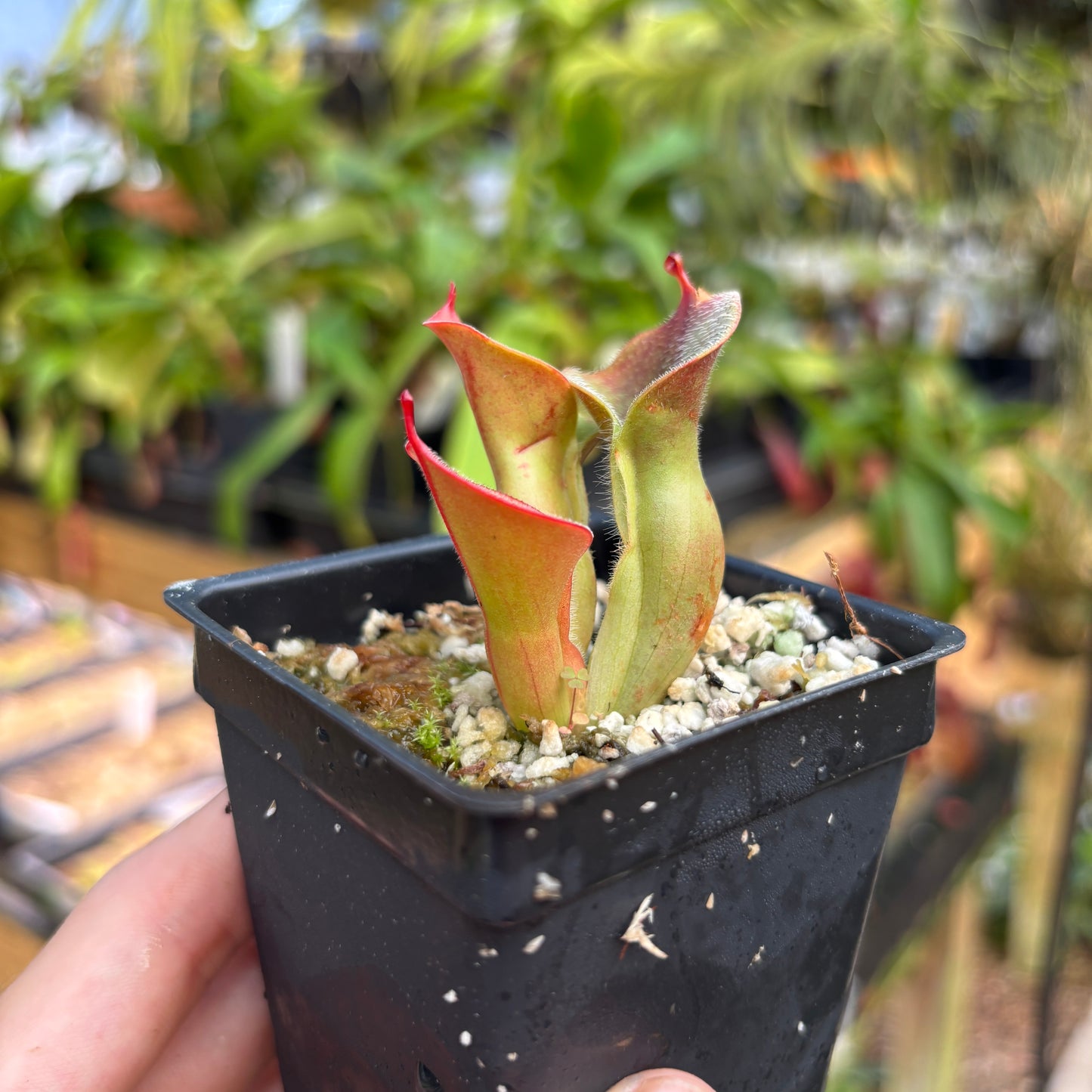 [A824]  Heliamphora minor var. pilosa (Auyan) - Clone 2