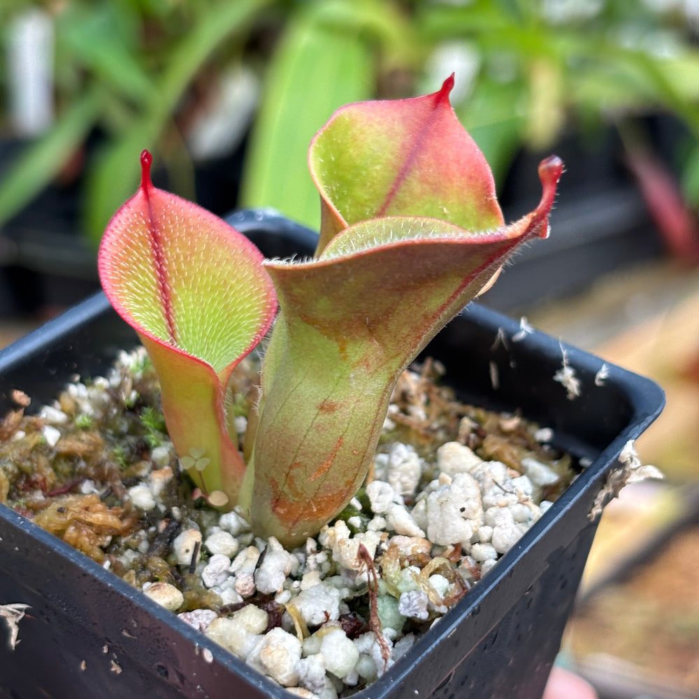 [A824]  Heliamphora minor var. pilosa (Auyan) - Clone 2